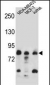 AFG3L2 Antibody (N-term)